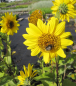 Preview: Stauden-Sonnenblume Capenoch Star 3